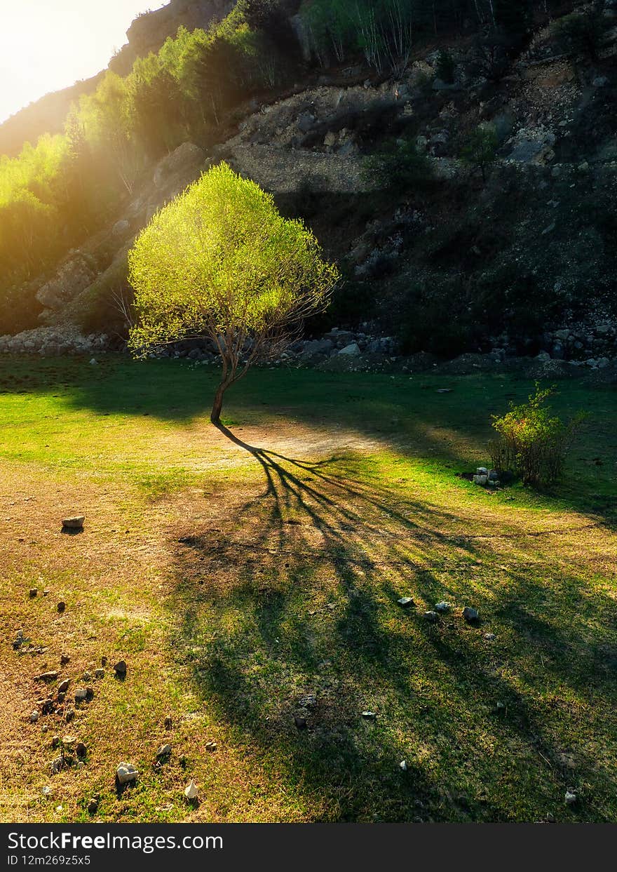 A tree with a beautiful shade. Beautiful natural mountain landscape. Lonely grenn tree on a cliff against the background of the