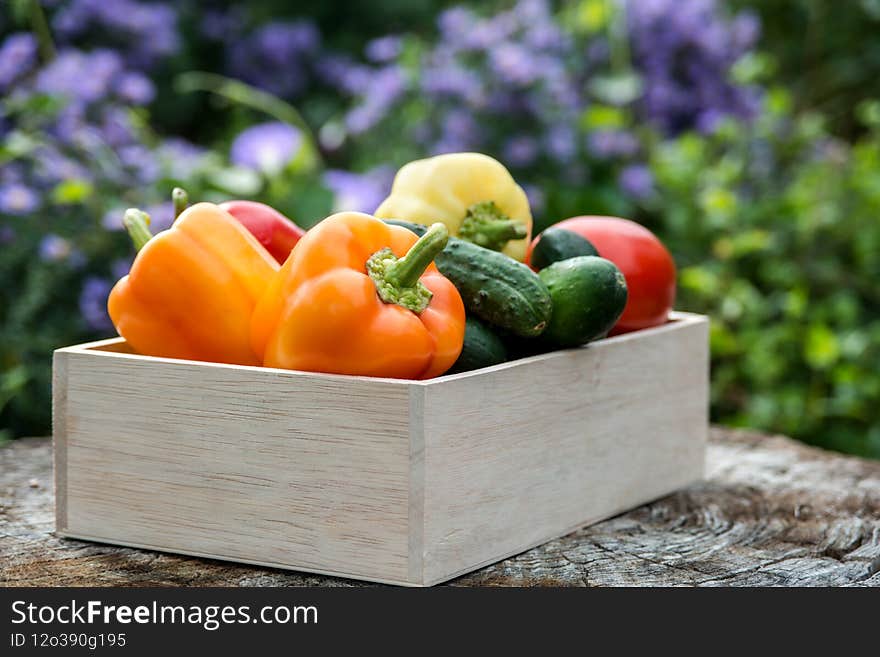 Wooden box with fresh vegetables tomato, cucumber, bell pepper in the garden, on the farm. Selective focus, Close up