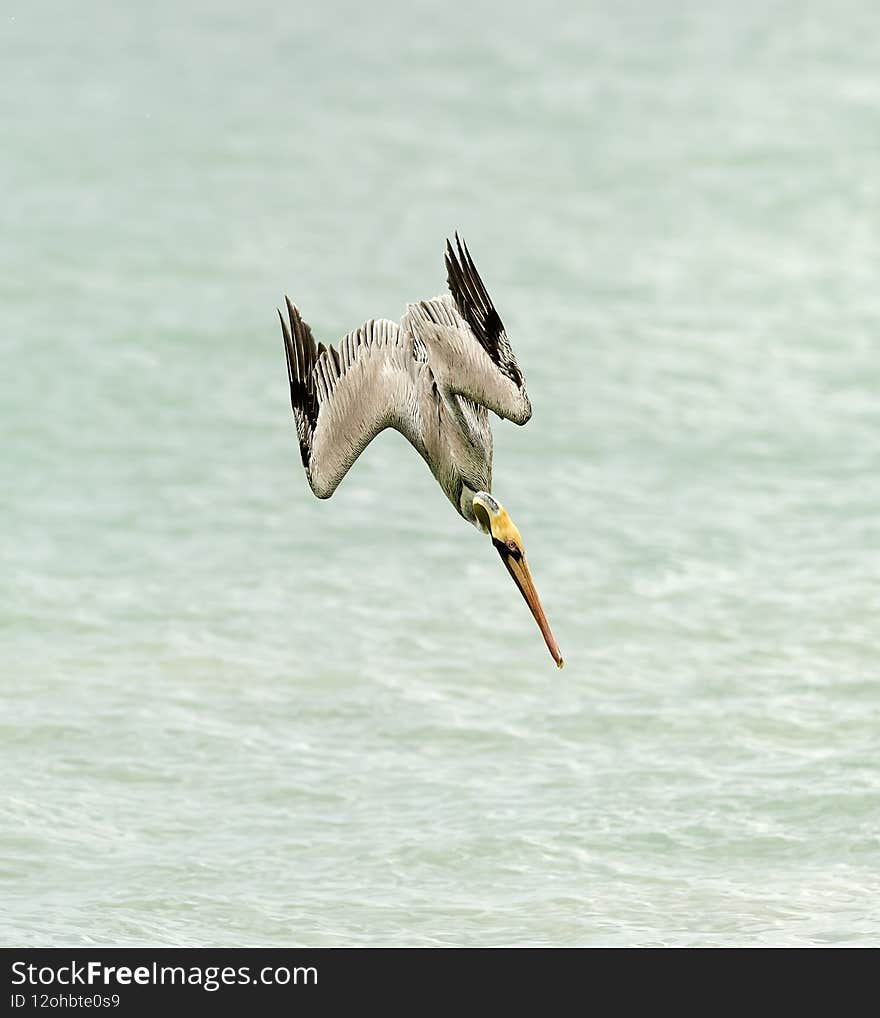 A Pelican Is Diving Into The Water at Full Speed In An vertical Image Format. A Pelican Is Diving Into The Water at Full Speed In An vertical Image Format