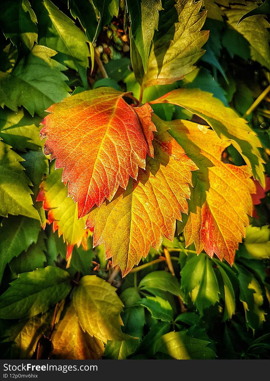 Taken some time ago, while walkin, somewhere în Bucharest. These are some leaves of a bush. Taken some time ago, while walkin, somewhere în Bucharest. These are some leaves of a bush.