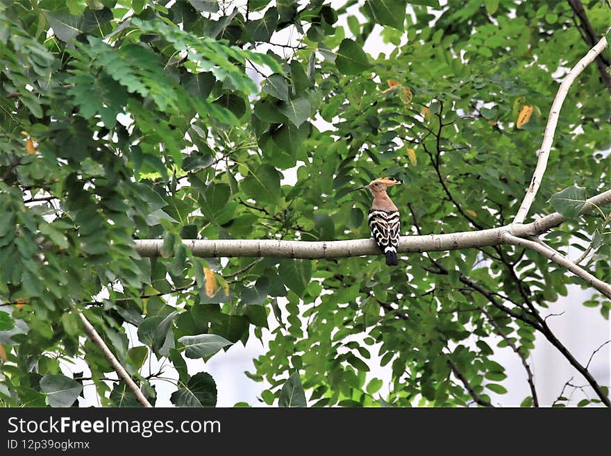 Hoopoe, strikingly crested bird found from southern Europe and Africa to southeastern Asia, the sole member of the family Upupidae of the roller order, Coraciiformes. The pictures uploaded here, I made in Henan and Hebei Provinces of China. The bird about 28 centimetres (11 inches) long, it is pinkish brown on the head and shoulders, with a long, black-tipped, erectile crest and black-and-white barred wings and tail. The hoopoe takes insects and other small invertebrates by probing the ground with its long, downcurved bill. Hoopoe, strikingly crested bird found from southern Europe and Africa to southeastern Asia, the sole member of the family Upupidae of the roller order, Coraciiformes. The pictures uploaded here, I made in Henan and Hebei Provinces of China. The bird about 28 centimetres (11 inches) long, it is pinkish brown on the head and shoulders, with a long, black-tipped, erectile crest and black-and-white barred wings and tail. The hoopoe takes insects and other small invertebrates by probing the ground with its long, downcurved bill.