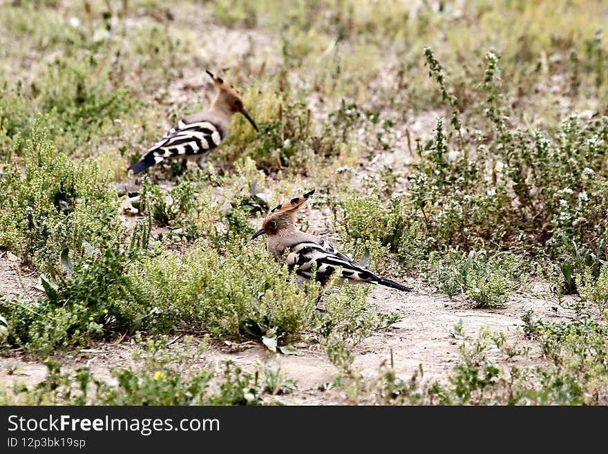 Two hoopoes swaying on ground and searching food.