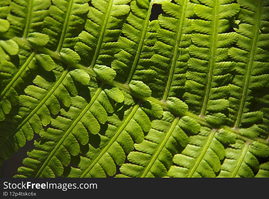 Green fern leaf in macro photography.