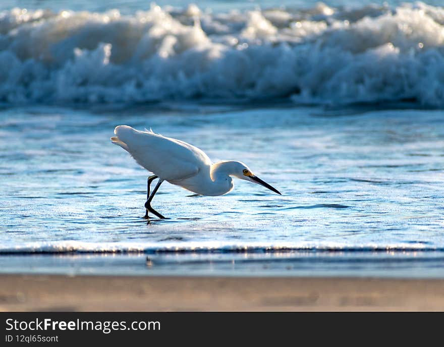 Snowy egret hunting in the waves at sunrise. White bird on the beach hunting in the waves back lit