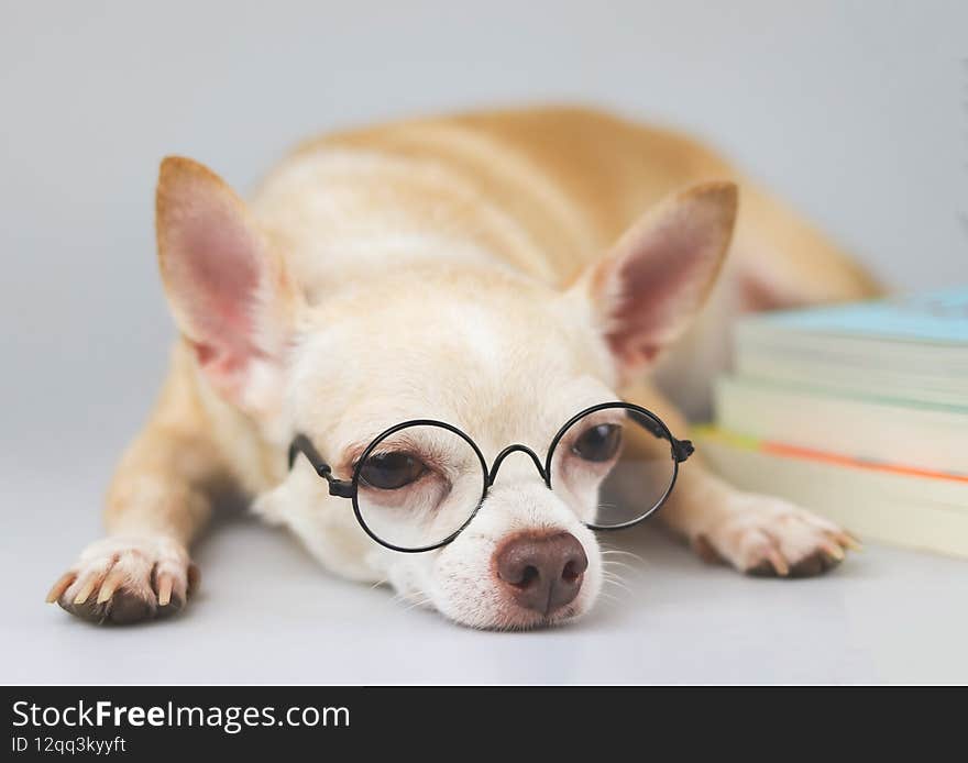 Front view of brown chihuahua dog wearing eye glasses, lying down with stack of books on white background