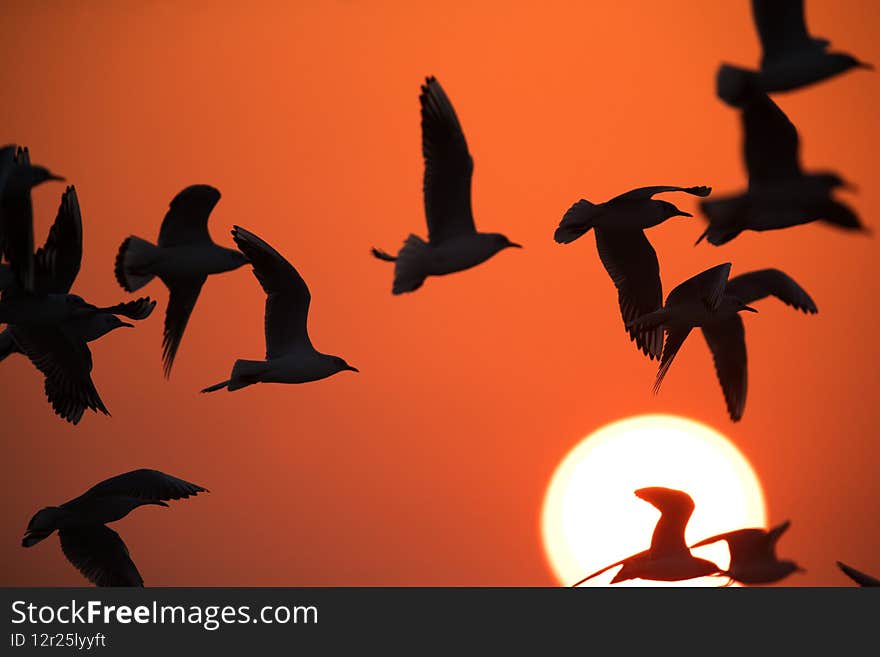 Black-headed gulls flying during sunrise