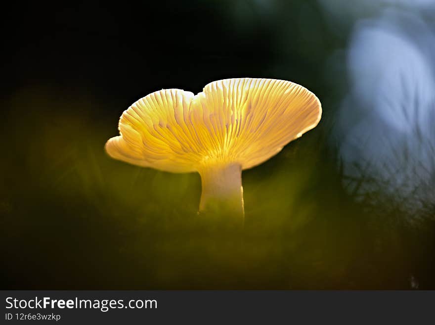 Mushrooms grow fresh in protected forests