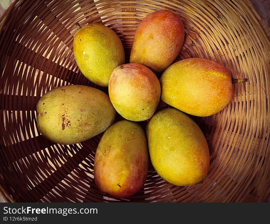 Fresh mangoes in a bucket