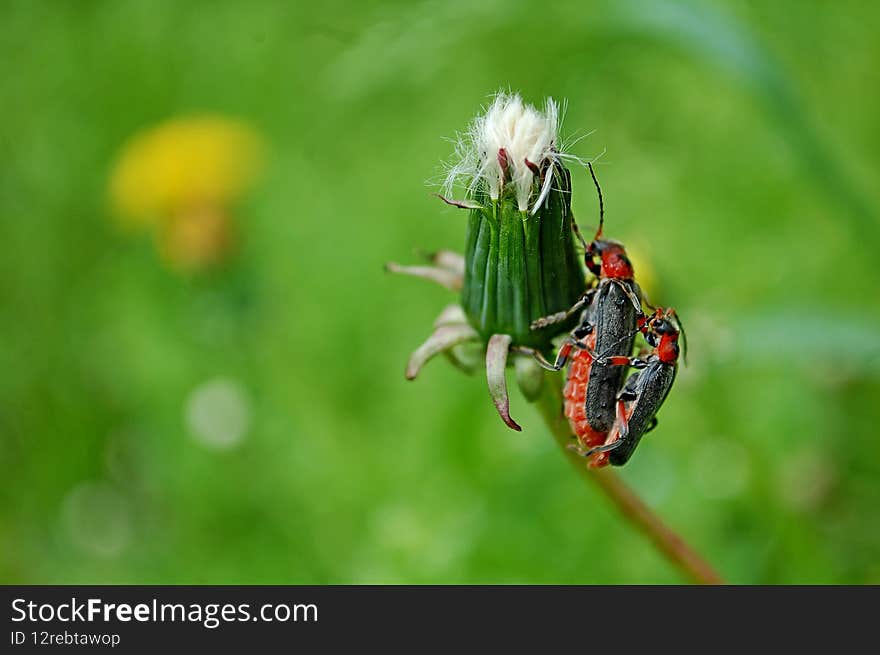 Photography of Cantharis fusca beetle mating