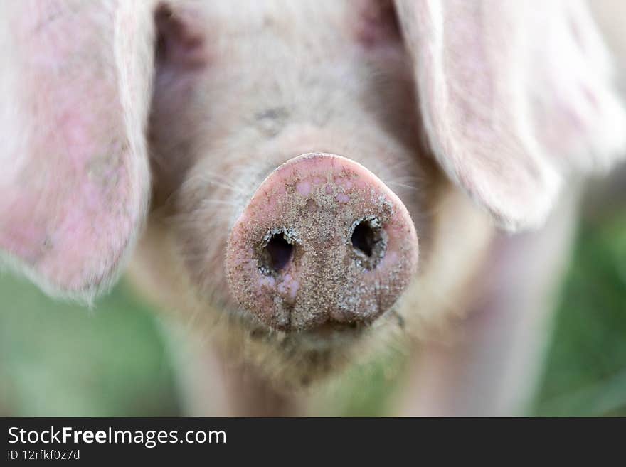 A pig in an organic French farm, france.