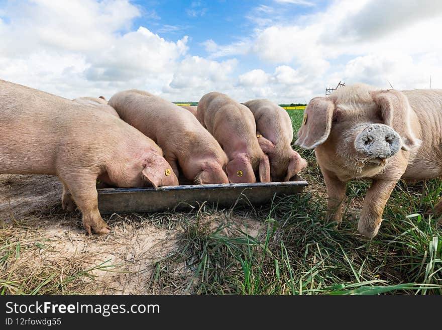 A pig in an organic French farm, france.