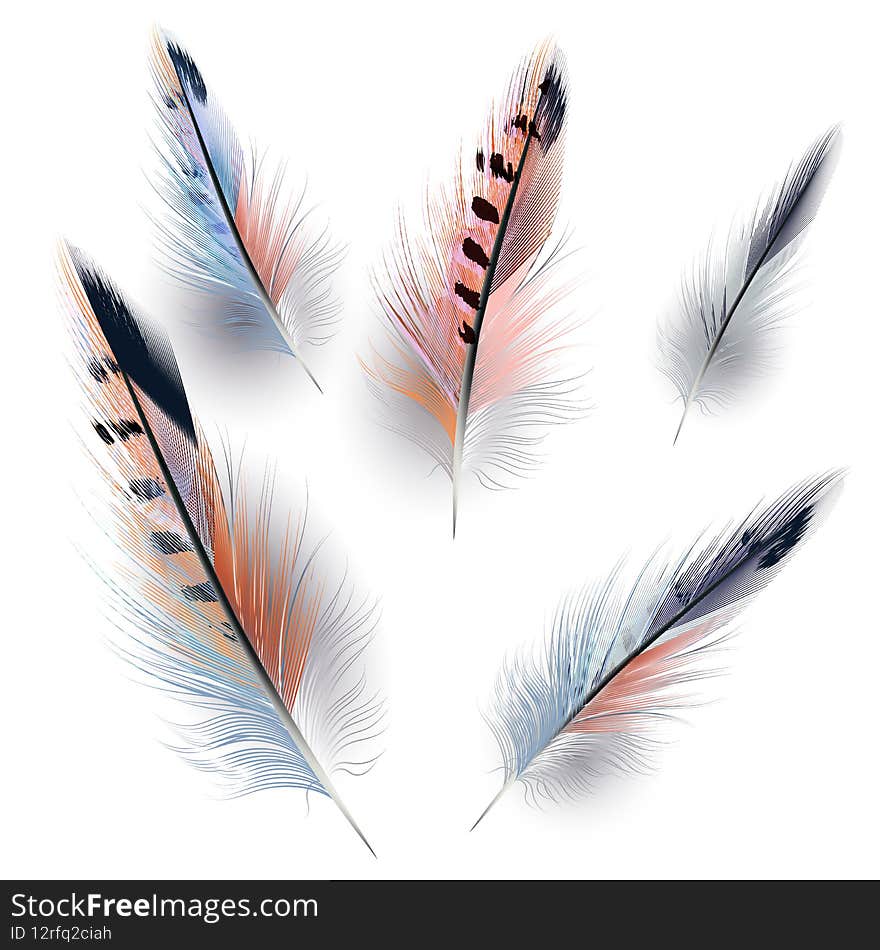 Collection of vector realistic feathers for design isolated on white