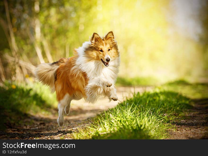 Happy dog in a summer path. Shetland sheepdog is running.