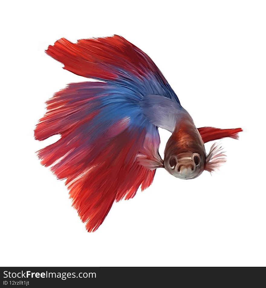 Red blue Siamese fighting betta fish oil brush painting art.
