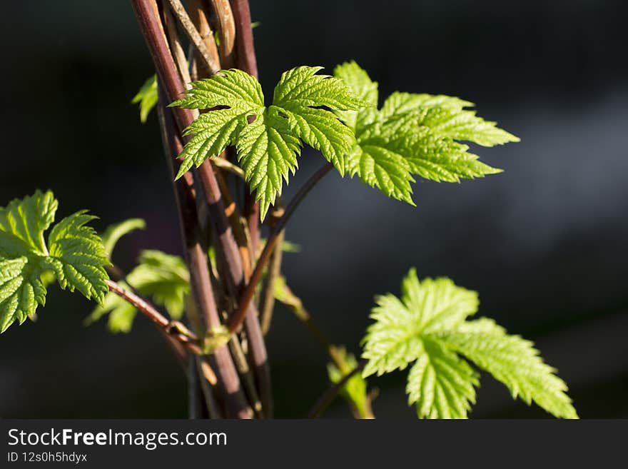 Young shoots on the vine. Green leaves of wild hops. Landscaping and garden plants