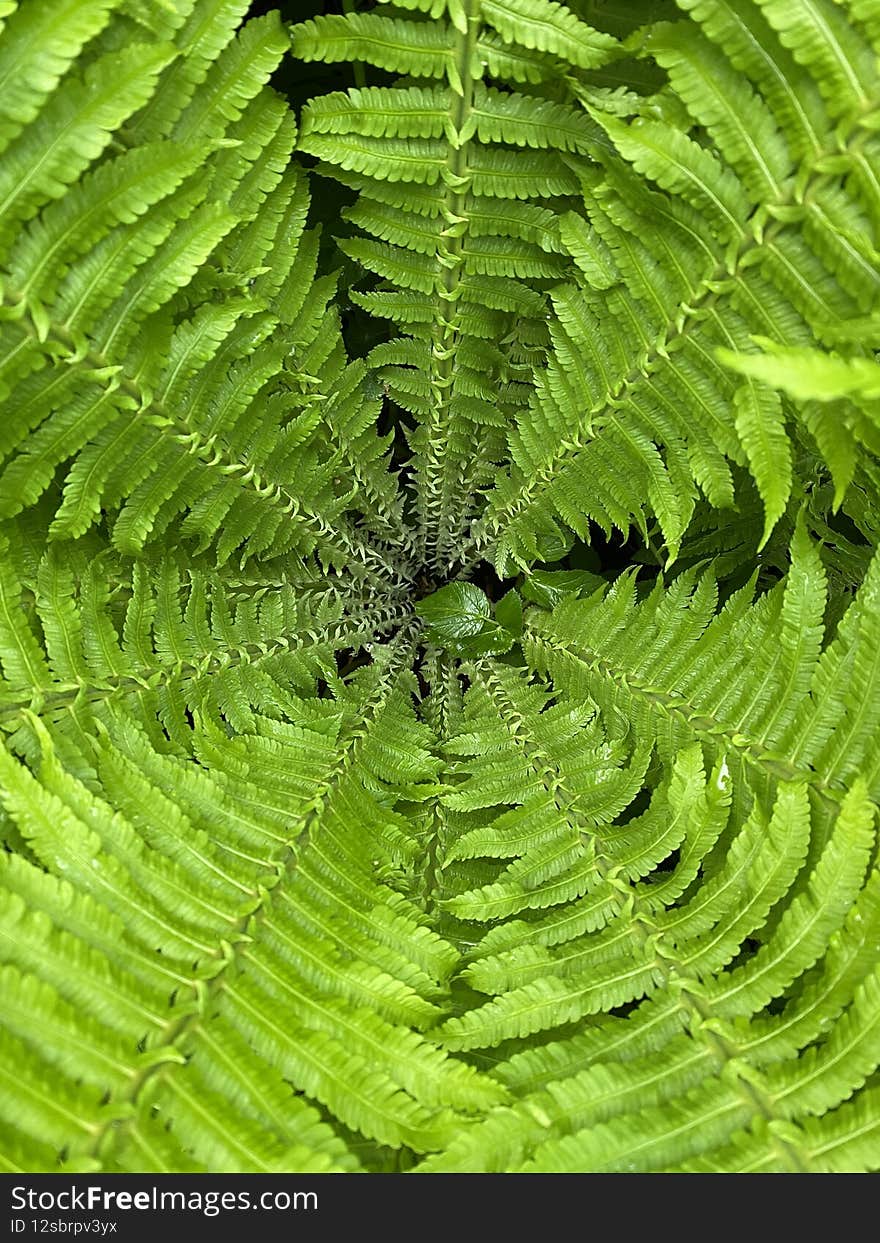 green fern leaves close up