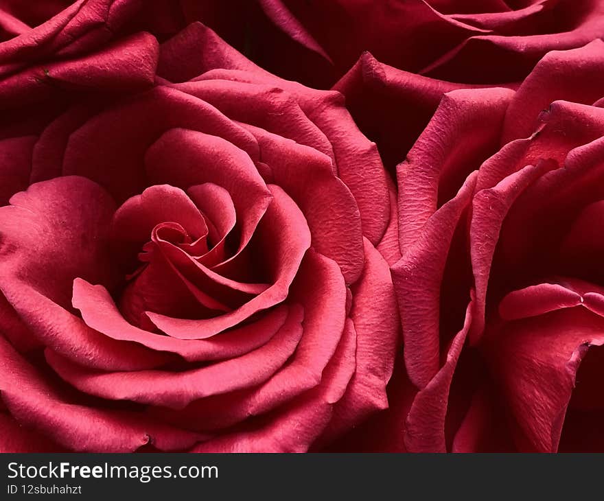 beautiful bright red flowers close up.