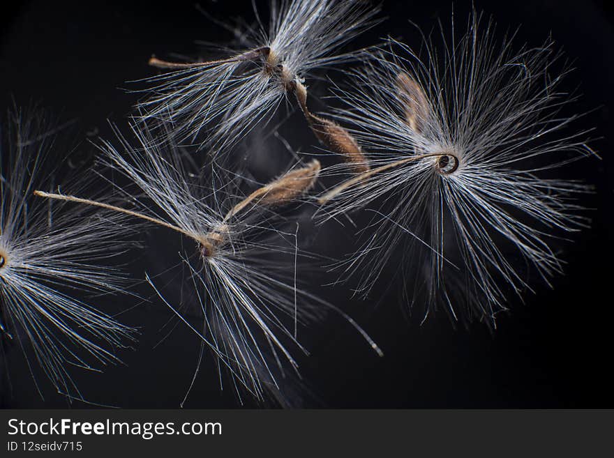 Brightly lit Pelargonium seeds, with fluffy hairs and a spiral body, are reflected in black perspex. Geranium seeds that look like ballerina ballet dancers. Motes of dust shine in the background like a constellation of stars. High quality photo