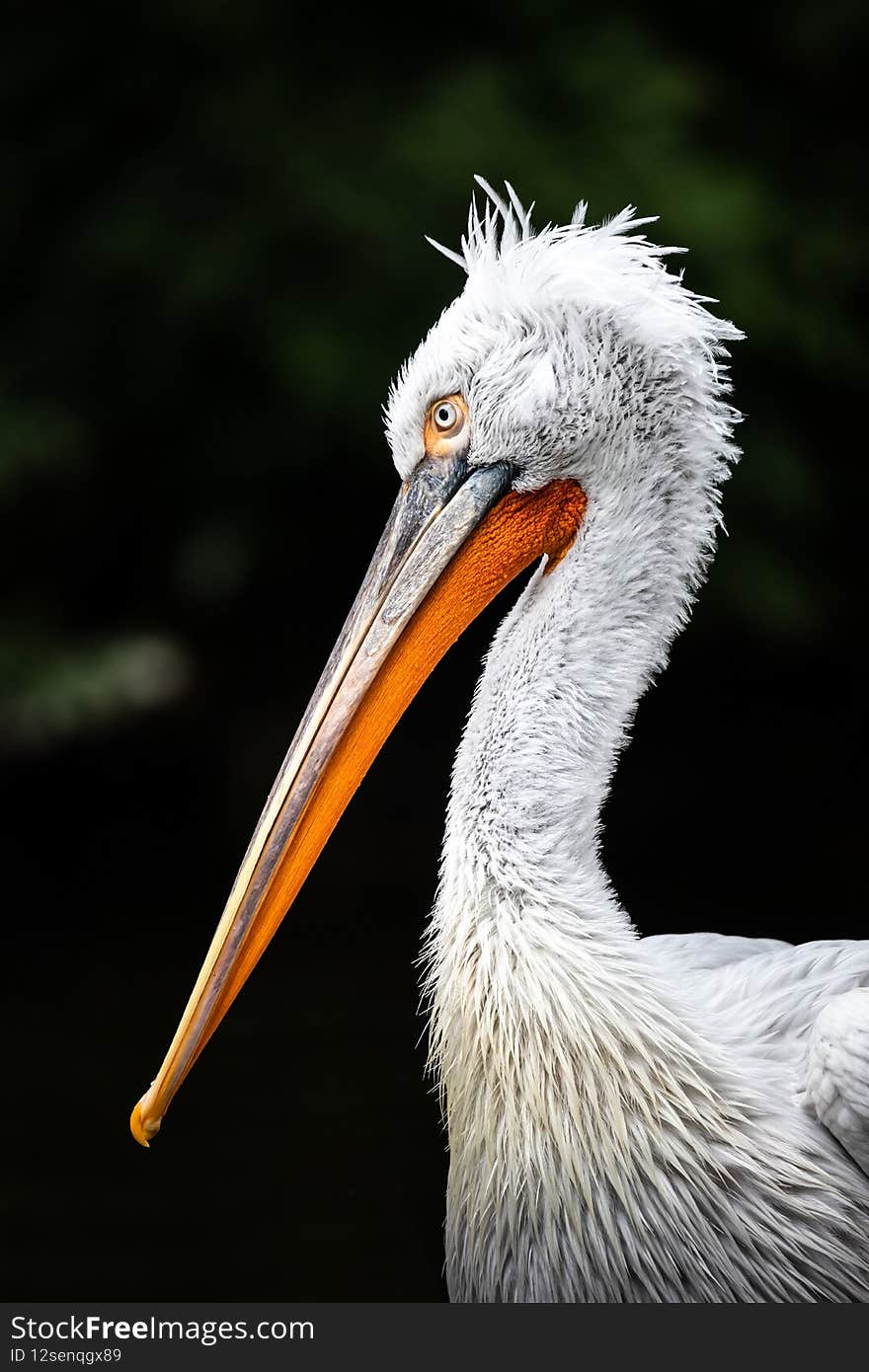 Pelicans are a genus of large water birds that make up the family. Pelicans are a genus of large water birds that make up the family