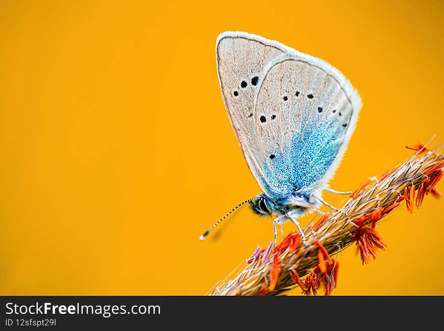 Close-up macro shot of Lesser fiery copper Lycaena thersamon butterfly perched on strand of grass. Isolated on orange background