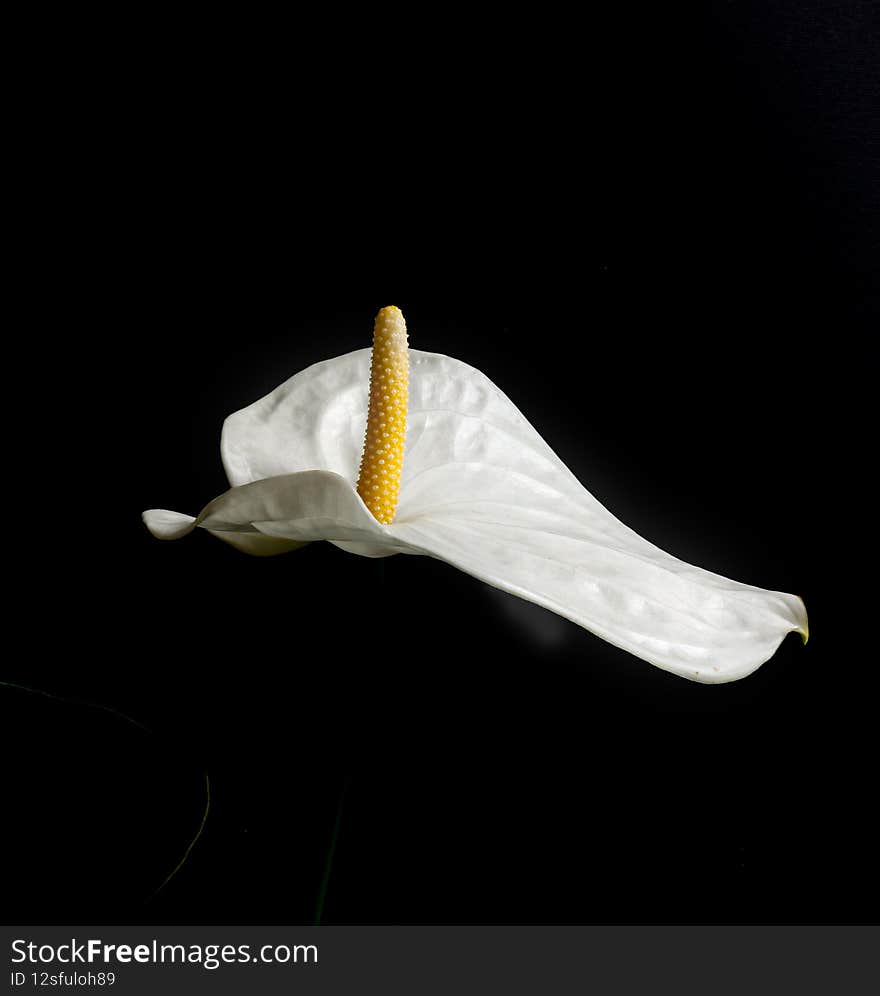 White anthurium flower isolated on black background. Minimal concept. Close up.