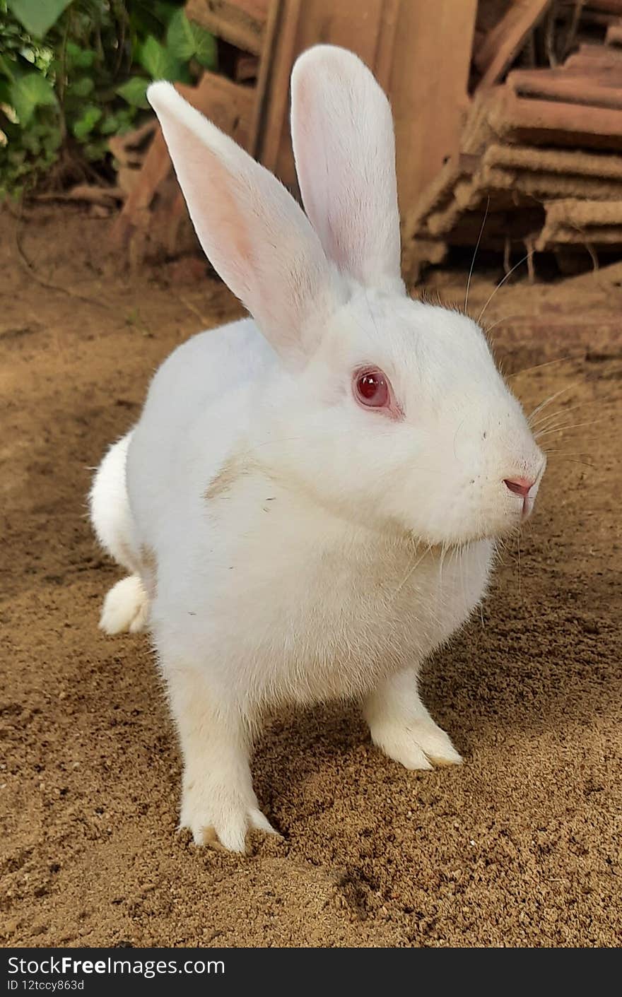 The environment in which the white rabbit lives sri lanka