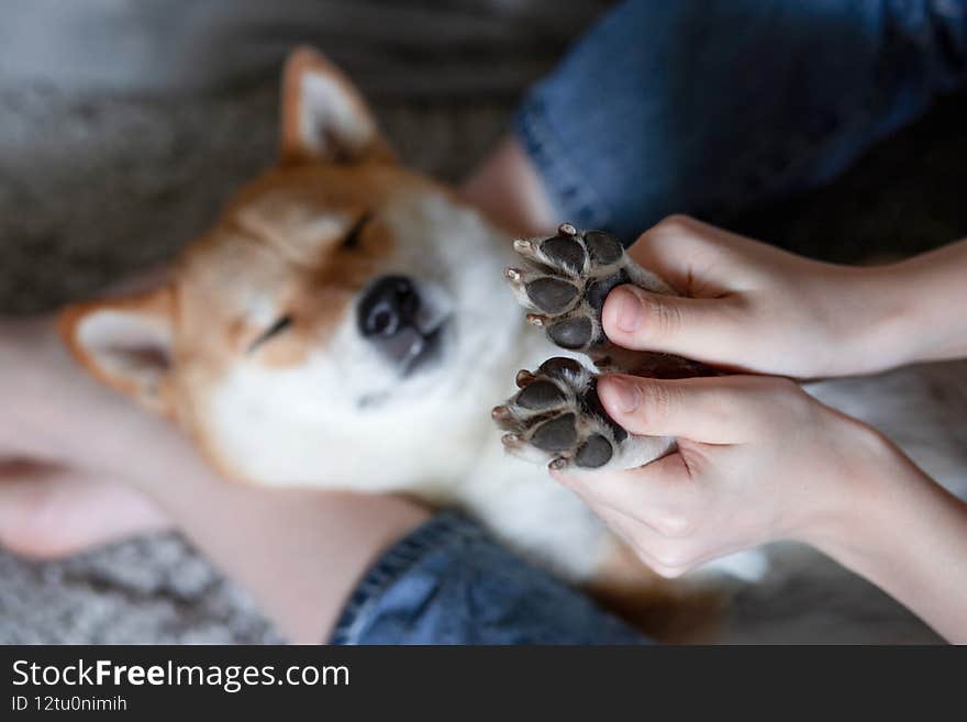 Women& x27;s hands hold the paws of a sleeping dog Shiba Inu. Close-up. Trust, calm, care, friendship, love concept. Happy cozy moments of life. Top view