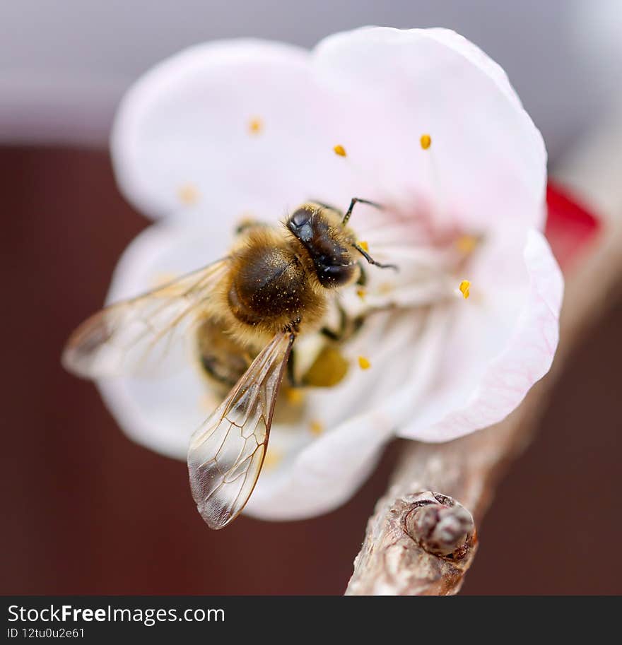 Bee on a white flower of a fruit tree.