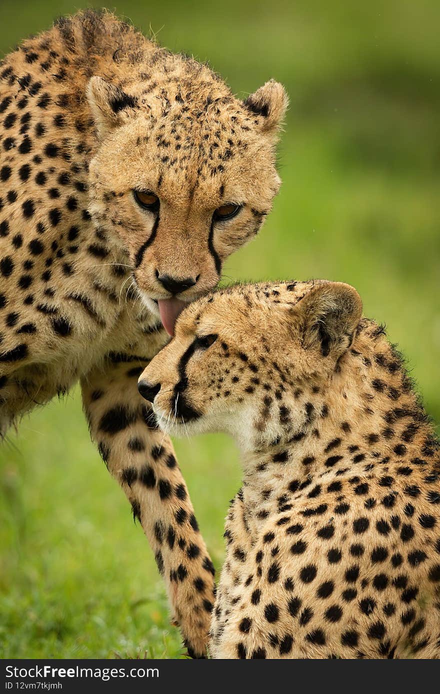 Close-up Of Cheetah Standing Washing One Lying