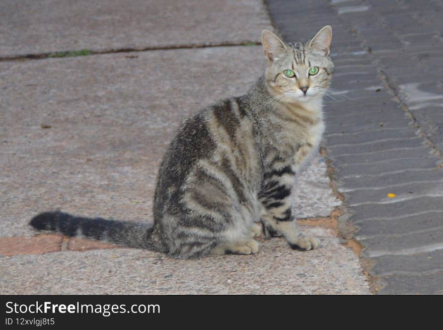 Domestic long-haired cat. Popular pet.