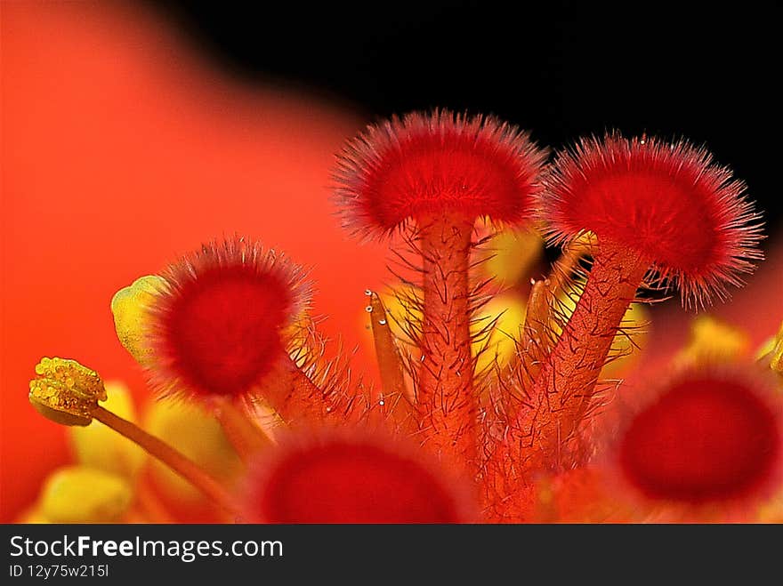 Nice red and yellow flower pistils of  a hibiscus flower  - Close up shot. Nice red and yellow flower pistils of  a hibiscus flower  - Close up shot