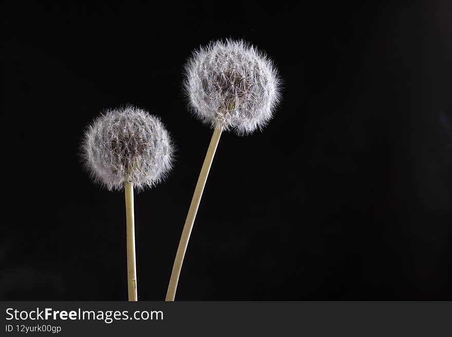 Close up of dandelion on black background -allergy