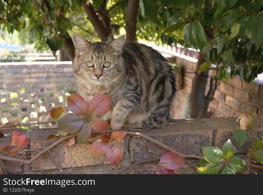 Feral Cats. Outdoor Cats .Moggies . Mixed Breed Cats.