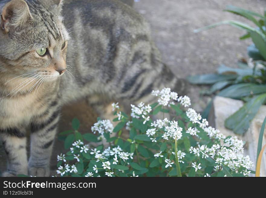 Feral cats. Outdoor cats .Moggies . Mixed breed cats.