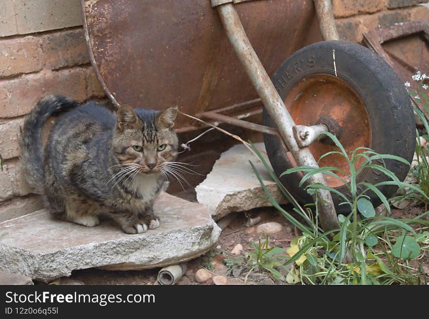 Feral cats. Outdoor cats .Moggies . Mixed breed cats.