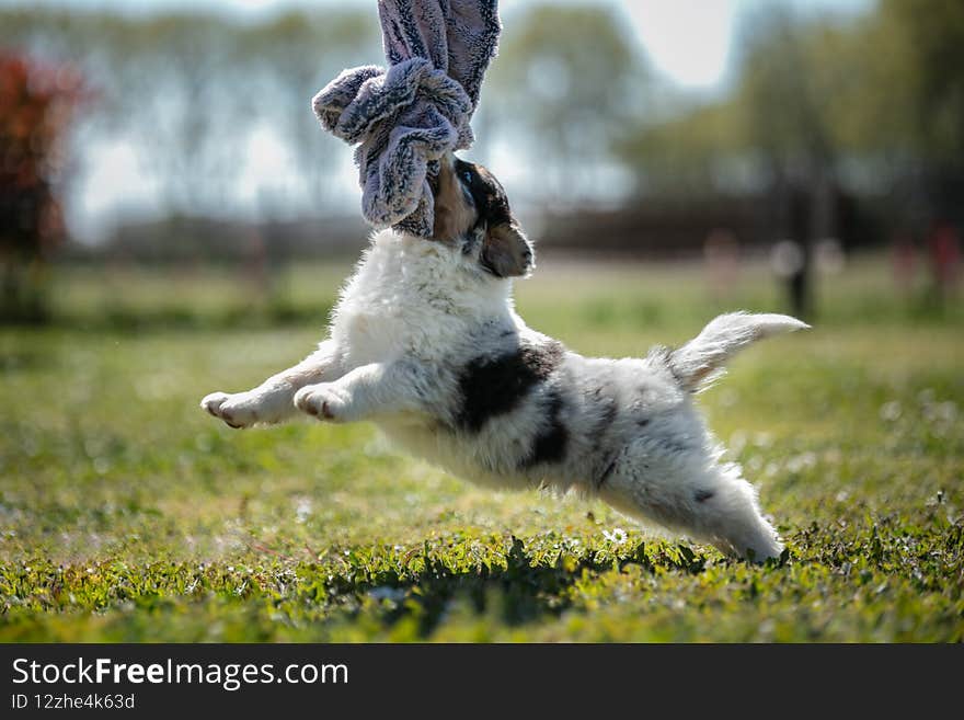 Australian Shepherd Puppy In The Grass