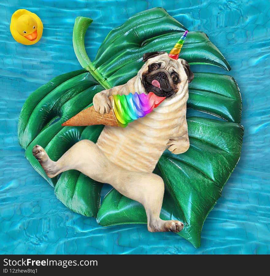 A dog pug unicorn with a cone of ice cream is lying on an inflatable green leaf in a swimming pool at the resort. A dog pug unicorn with a cone of ice cream is lying on an inflatable green leaf in a swimming pool at the resort