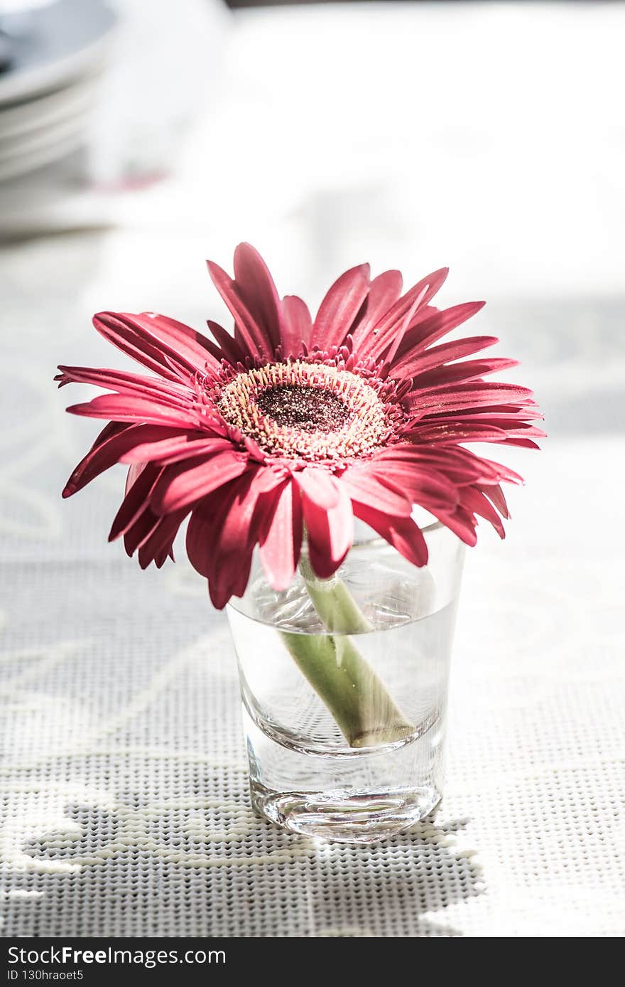 Gerbera flower in glass, Thailand