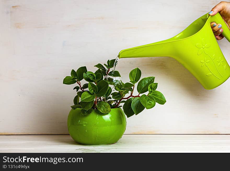 Woman is watering a houseplant from a watering can. Home flowers care