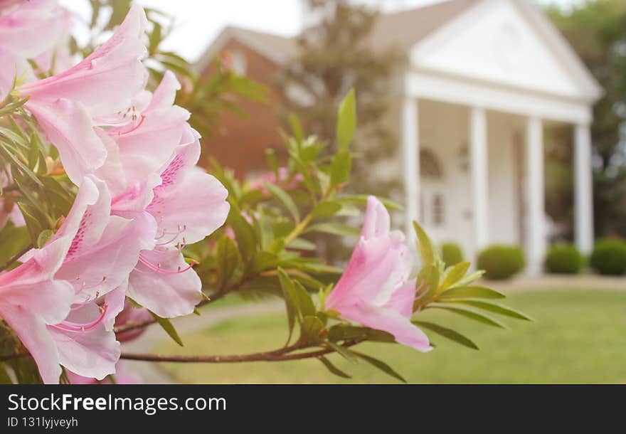 Azalea Flowers with Historic Mansion in Background, Shallow DOF, Focus on Flowers