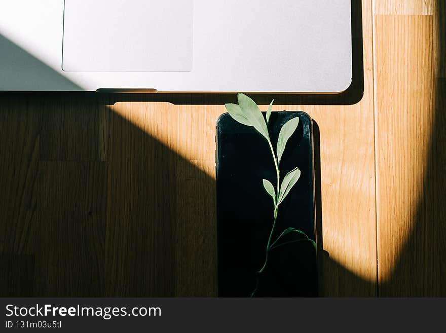 phone screen with plant growing on it. Green IT computing concept. Carbon efficient technology. Digital sustainability. wooden background . High quality photo