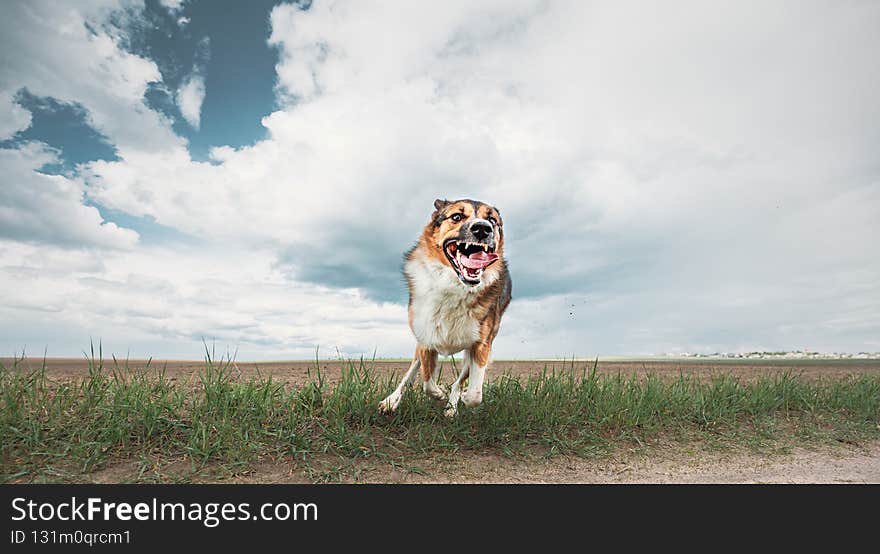 Angry Aggressive Mad Dog Running On Camera.