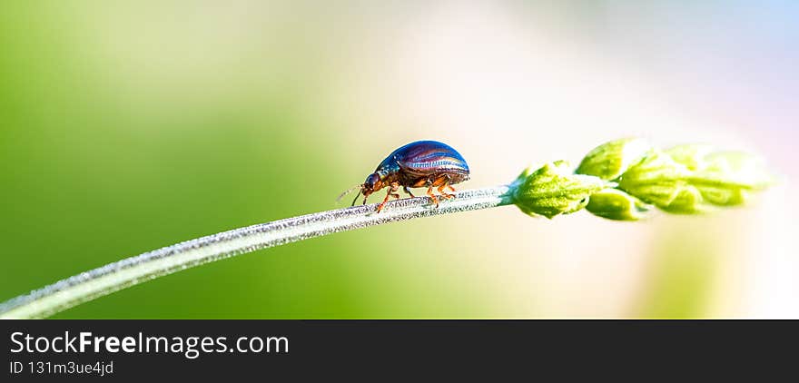 Rosemary beetle, Chrysolina americana, insect walking on a stem