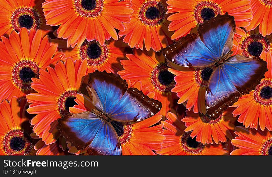 Bright summer background. blue tropical morpho butterflies on bright orange gerbera flowers. colorful gerbera flowers and butterflies texture