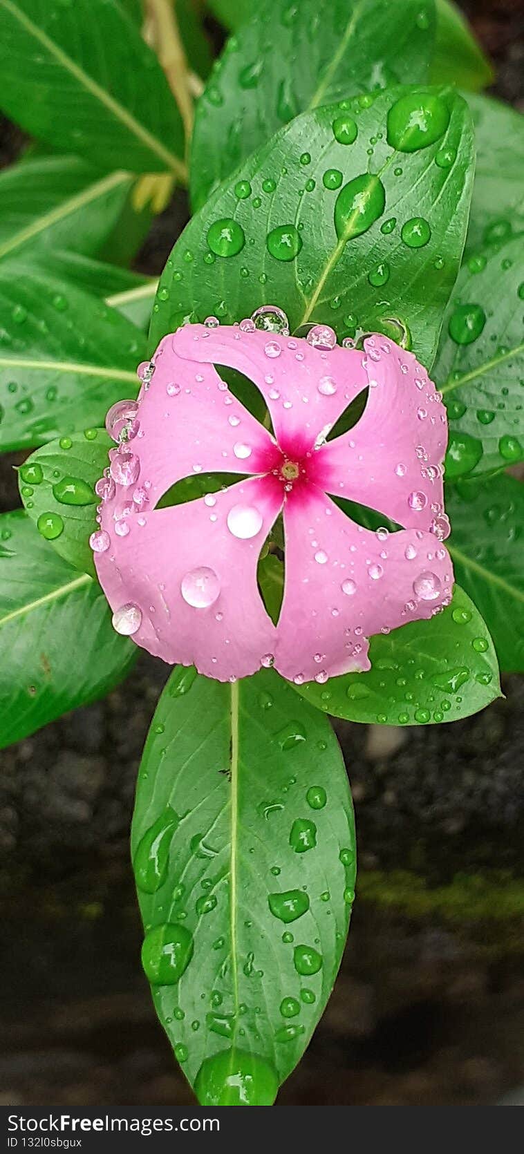 Kudalu Flower In Sri Lanka