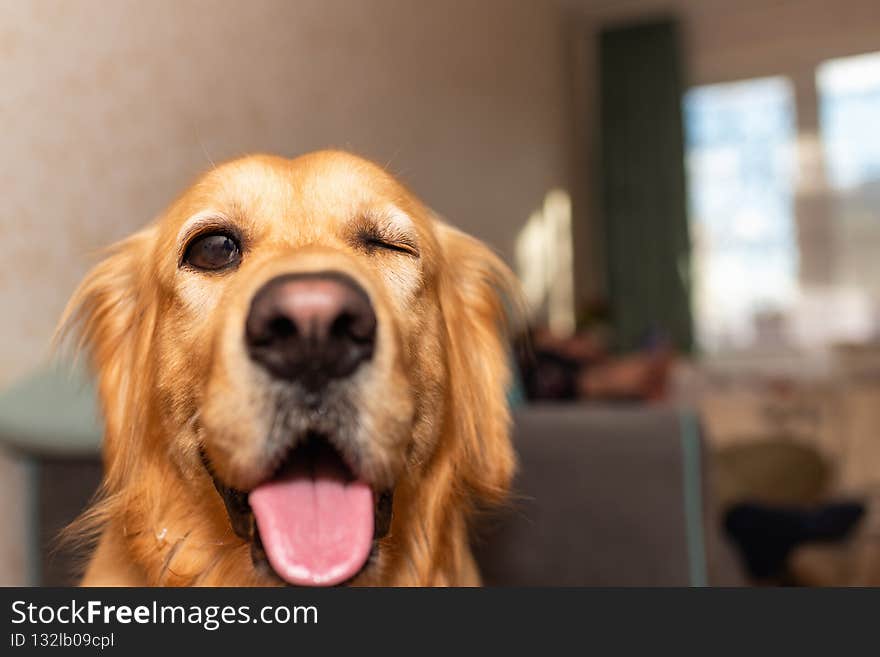 Ridiculous Golden retriever dog mouth open one eye closed at home and looking at the camera.Closeup