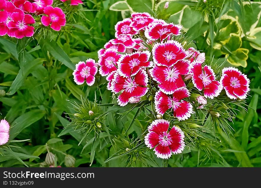 Color photography of pink Dianthus chinensis, commonly known as rainbow pink or China pink flowers in garden. Color photography of pink Dianthus chinensis, commonly known as rainbow pink or China pink flowers in garden