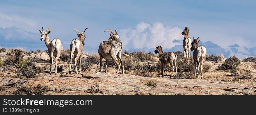 Desert Bighorn Sheep