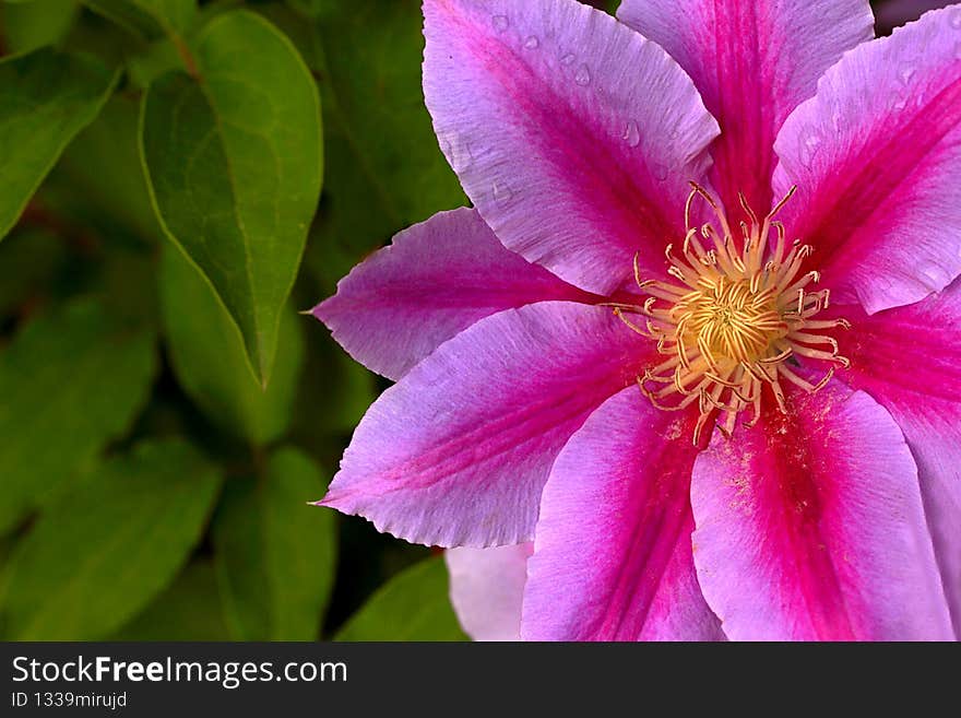 Hardy clemiatis vine with showy six to inch purple and pink flowers that bloom May through June, then again in September.  Easy to grow for a novice gardener on a trellis. Hardy clemiatis vine with showy six to inch purple and pink flowers that bloom May through June, then again in September.  Easy to grow for a novice gardener on a trellis.