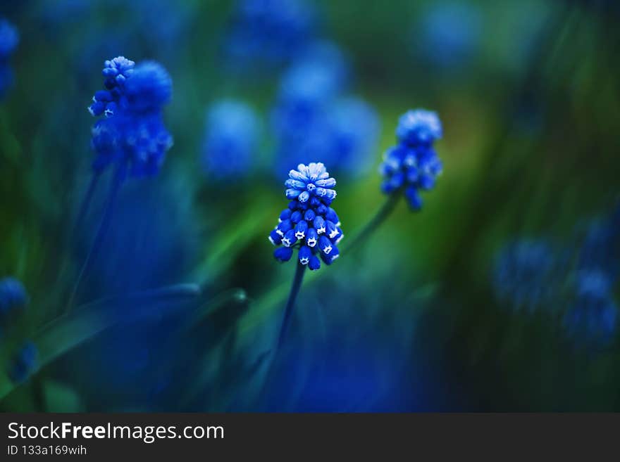 Bright blue muscari flowers bloomed among the dark grass in the springtime. Nature. Macro